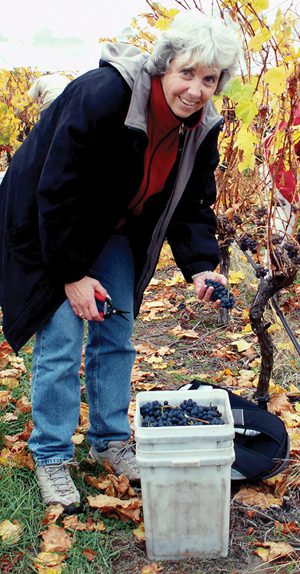 Linda Jones of the Michigan Grape and Wine Industry Council, Michigan Department of Agriculture and Rural Development, gets close and personal with some grapes.