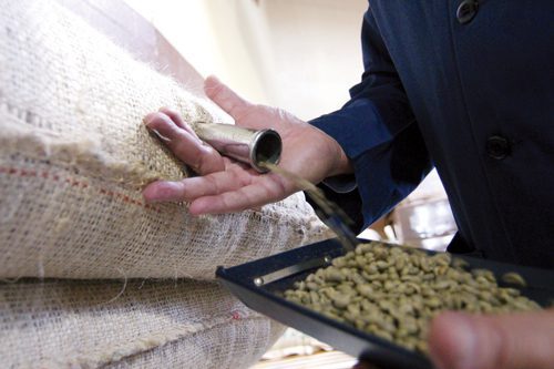 Samples of raw coffee beans are pulled from bags before roasting and a daily taste-testing procedure known as “cupping.” Photo by Rosh Sillars