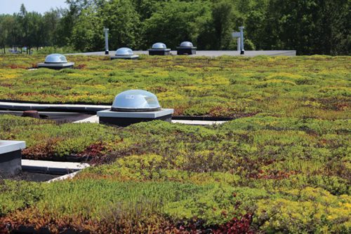 Bell’s conditioning warehouse is covered by a green roof. A variety of drought-resistant plants grow around an array of skylights.