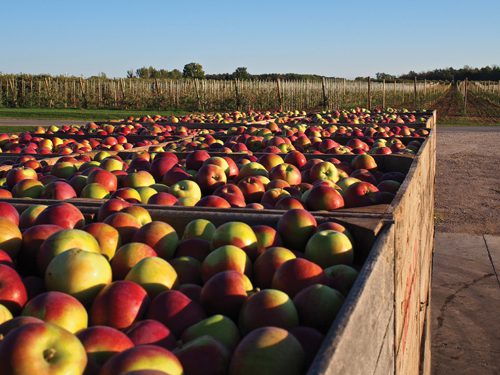 Most of Michigan’s apples are harvested in the period from mid-August to the end of October.