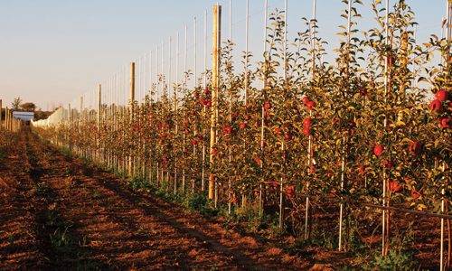 Traditional apple orchards, below, are increasingly being replaced by new trestle systems, above, that offer higher density yields per acre — sometimes up to four times the number of apples.