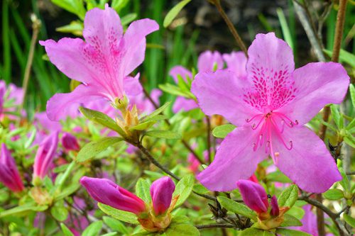 Azalea In Bud And Bloom