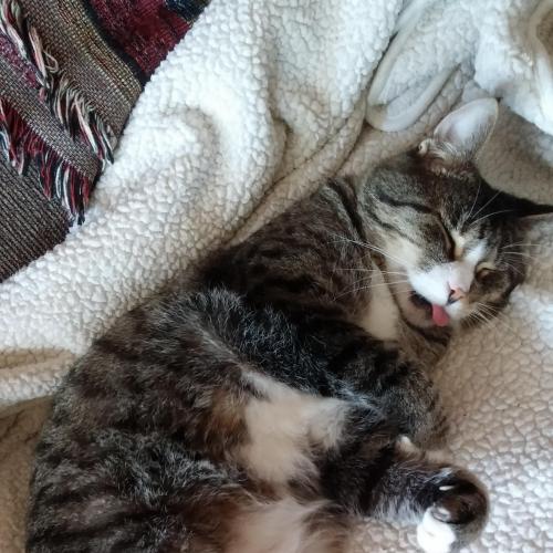 cat