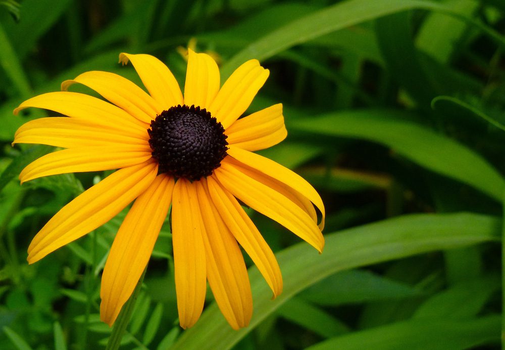 Black-eyed Susan Rudbeckia Flower