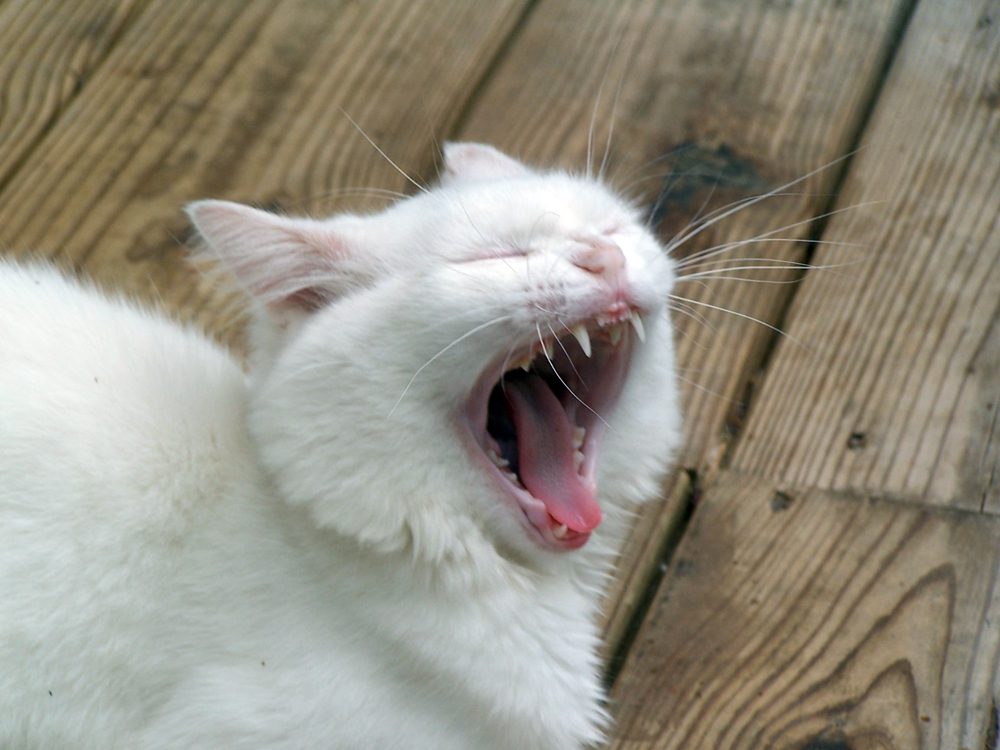 Cat Hissing but Friendly