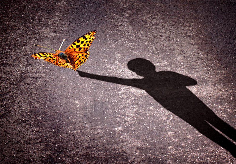 Shadow of a little boy touching a butterfly - Discovery and curi