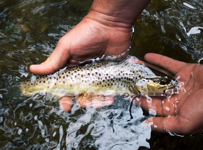 fishinginmichiganMUCC