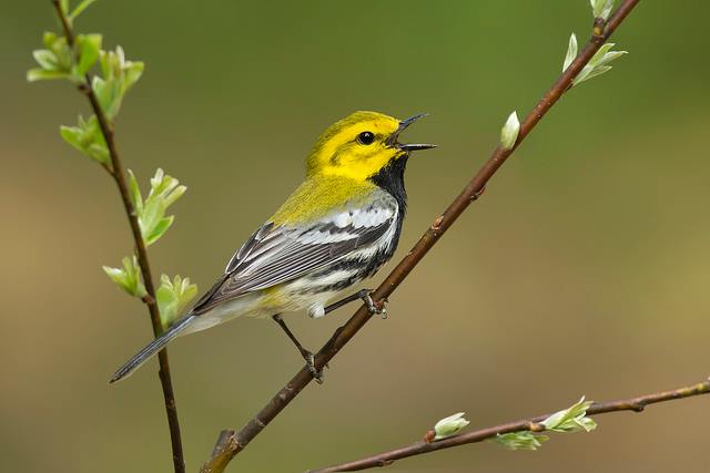 Bird Walk-Davisburg By North Oakland Headwaters Land Conservancy | iConnectX Bird Walk-Davisburg By North Oakland Headwaters Land Conservancy | iConnectX