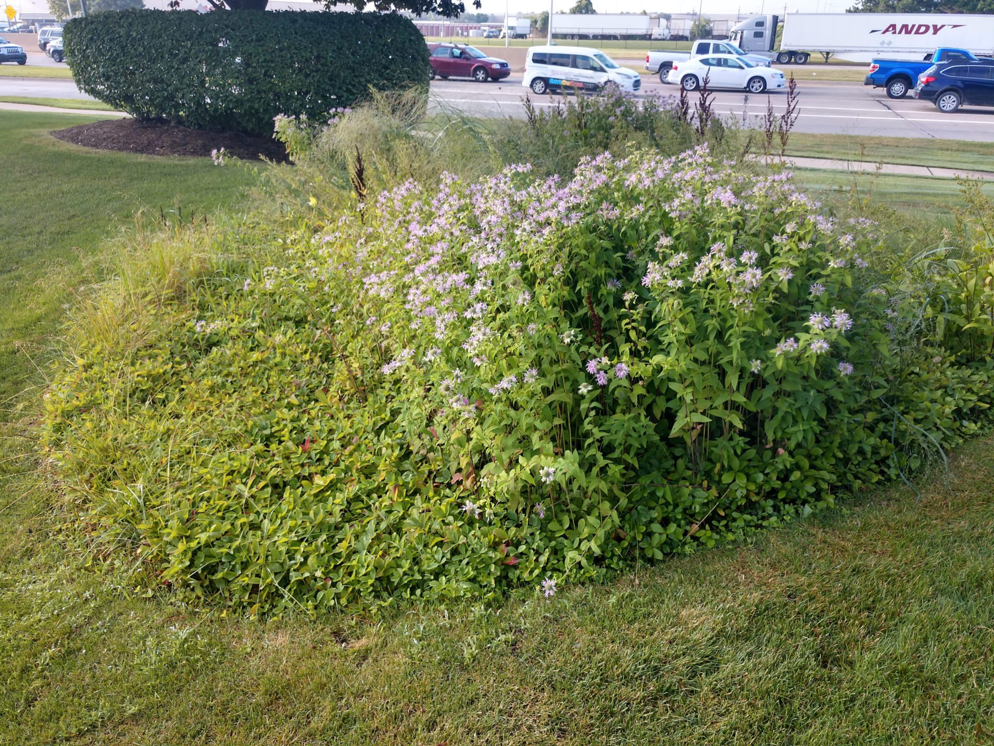 Aug-Garden