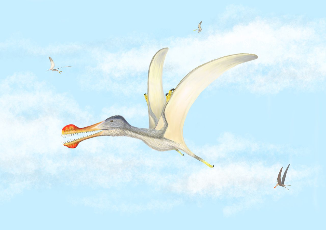 c069af9e-pterosaur
