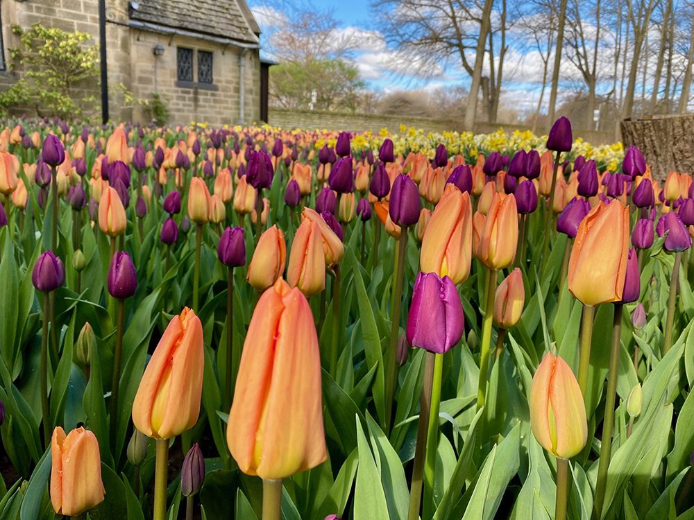 Tulips 2